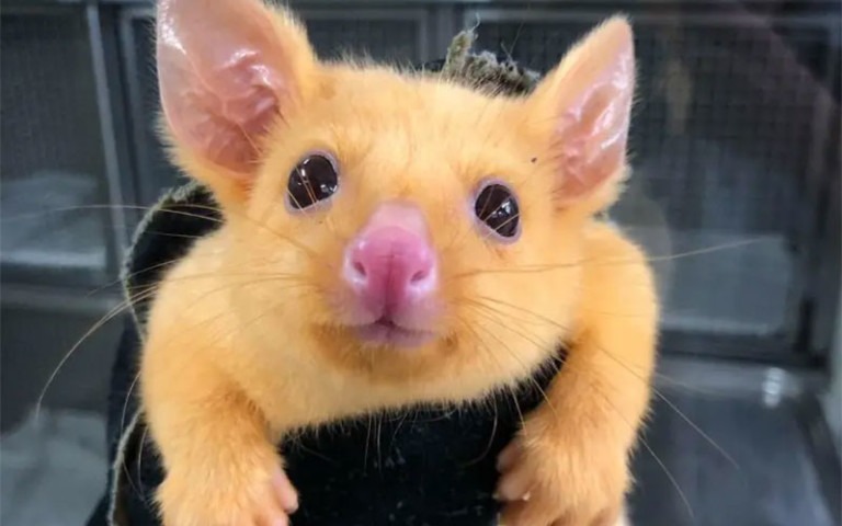 Um Pikachu nasceu de verdade na Austrália
