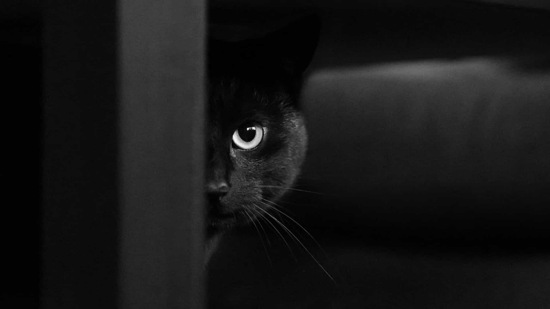 Dia Mundial dos Animais | 5 Filmes não tão fofos com animais