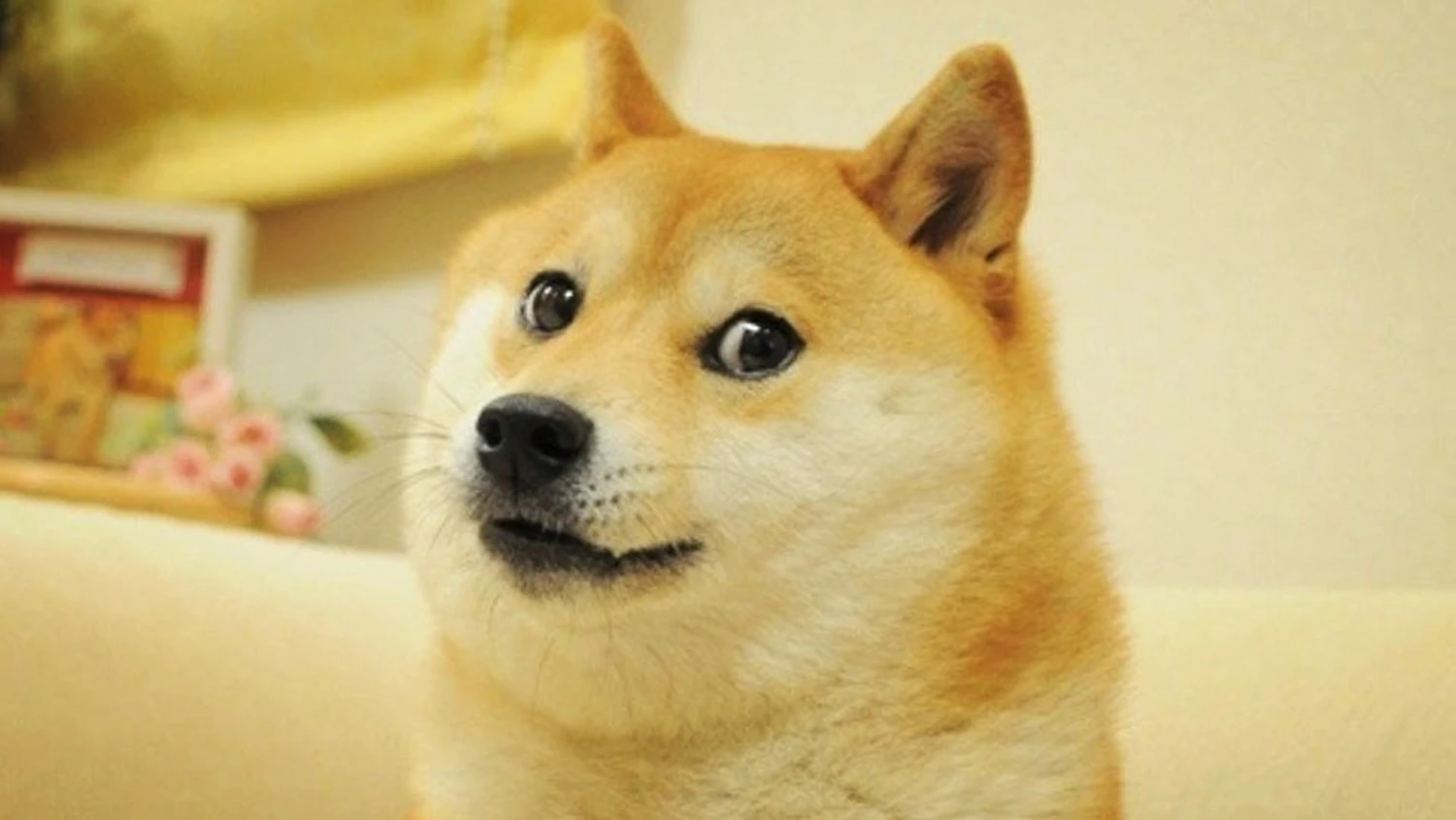 Descanse em Paz, Kabosu: A Estrela do Meme Doge Partiu aos 18 Anos