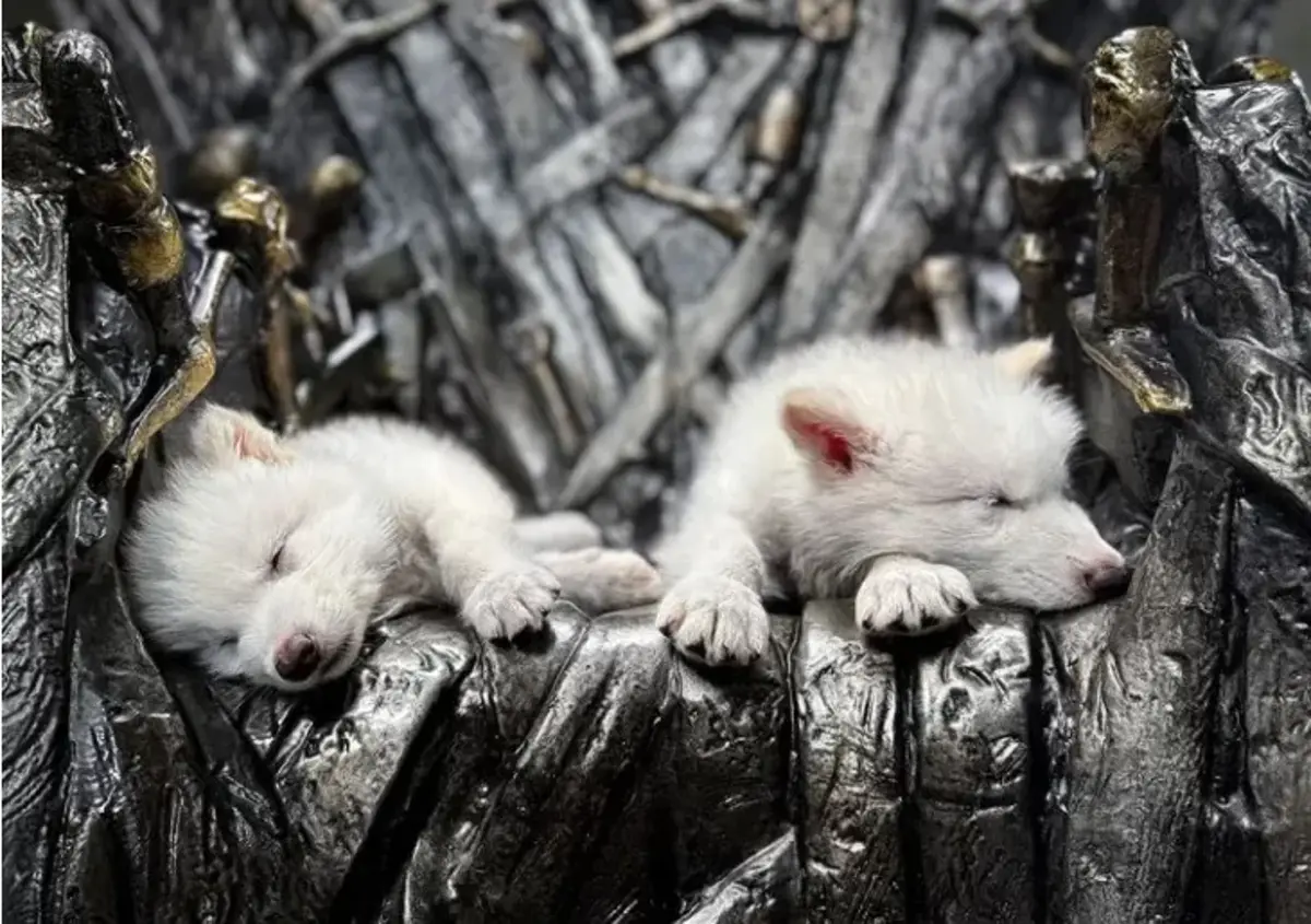 Colossal Biosciences Traz Lobo-Terrível de Volta à Vida, Realizando Fantasia dos Fãs de Game of Thrones