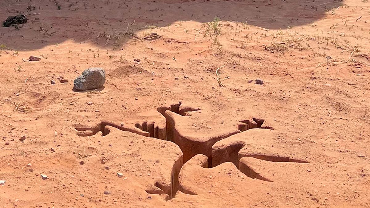 Paris Filmes revela cartaz nacional de Coyote vs Acme