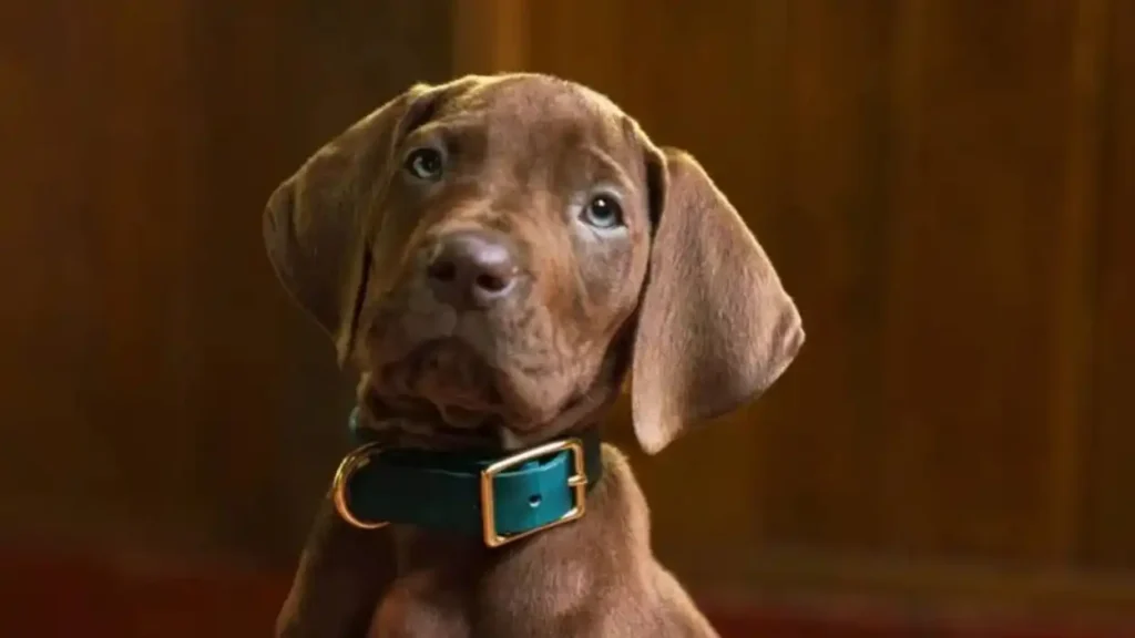 Netflix revela visual do Scooby-Doo na série live-action